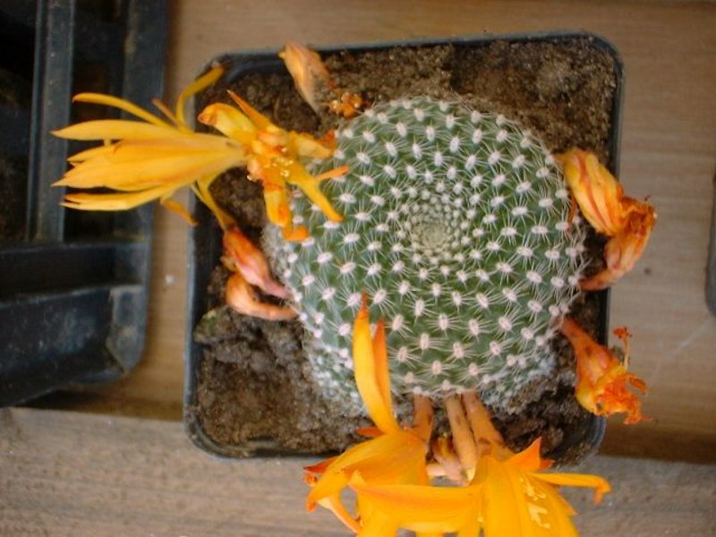 rebutia_ (7).jpg